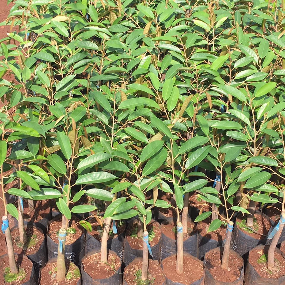 Cây giống SẦU RIÊNG THÁI
