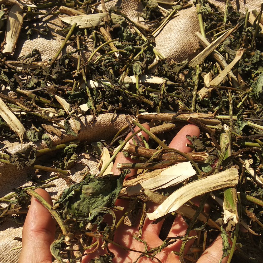 Cây đuôi chuột hoa tím khô 1/2kg