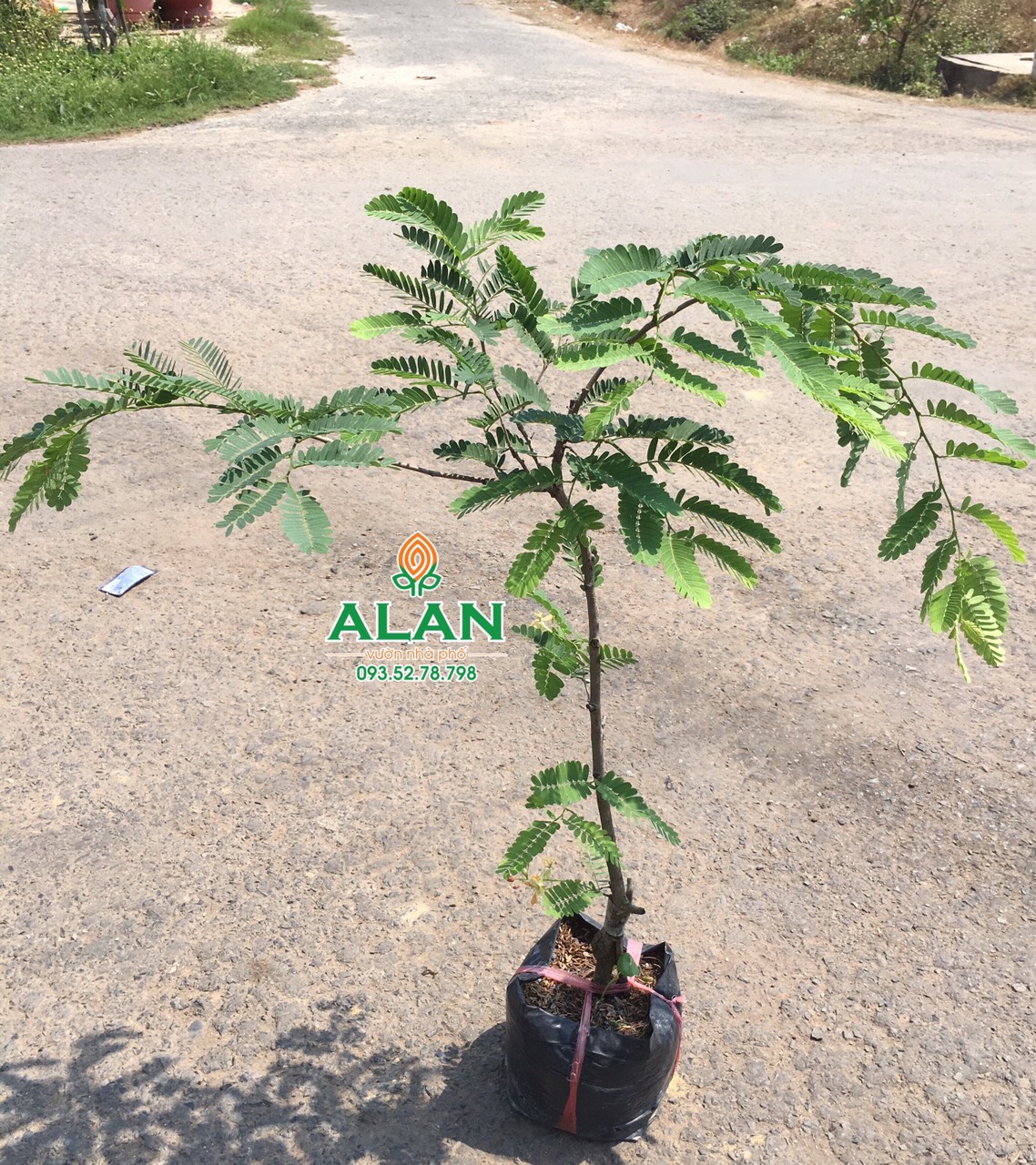 Cây Me Ngọt Thái Lan (loại to)