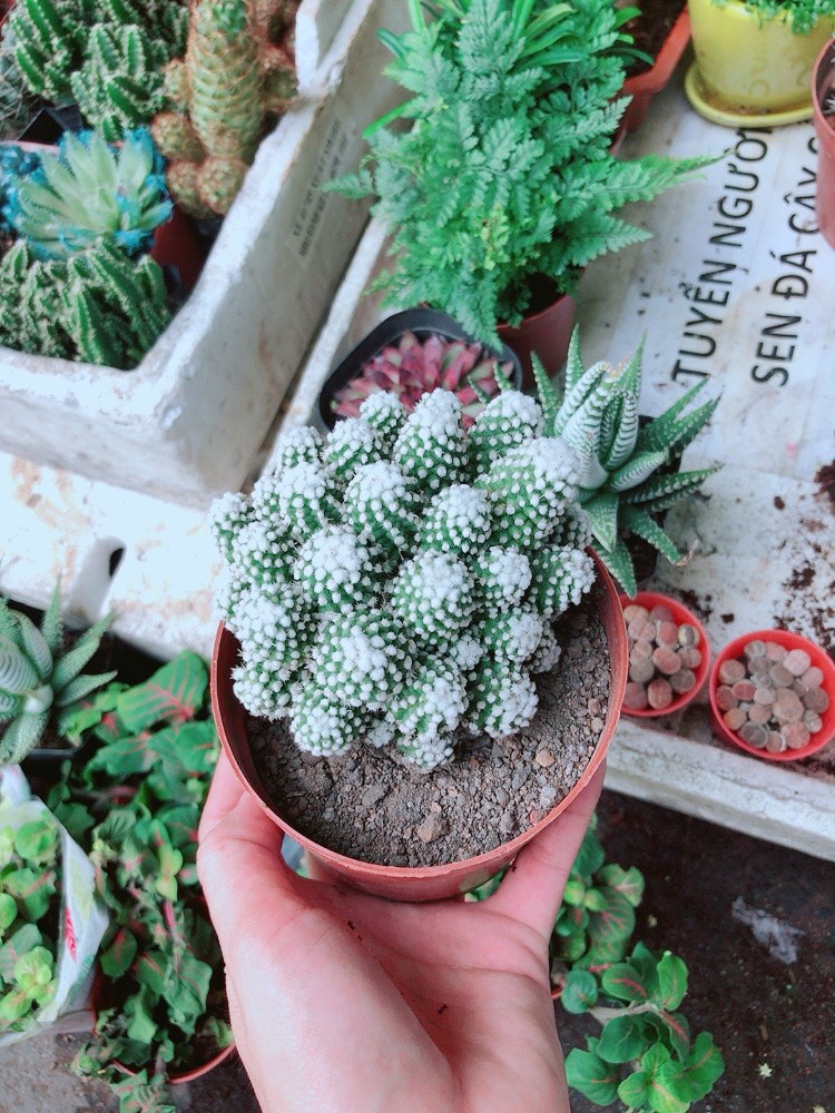Xương Rồng Bụi Tuyết