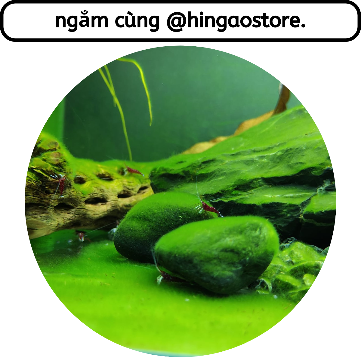 Germ algae Taiwan size moss green algae-aquarium decoration cloves, aquarium | hingaostore.