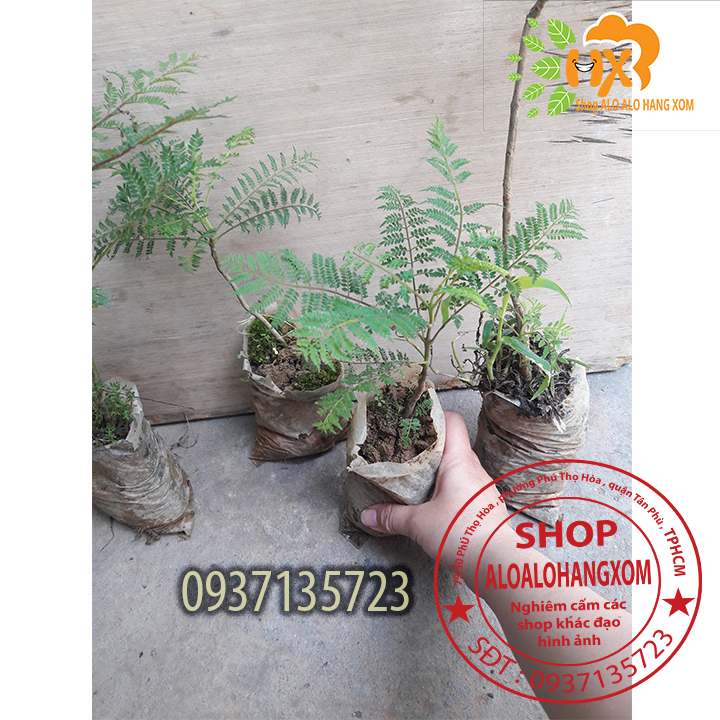 COMBO 5 CÂY PHƯỢNG TÍM CÂY GIỐNG