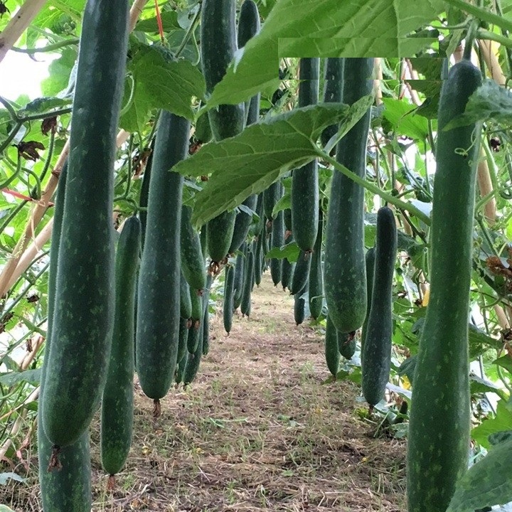 Hạt giống bí đao chanh, bí sặt - gói 1 gram