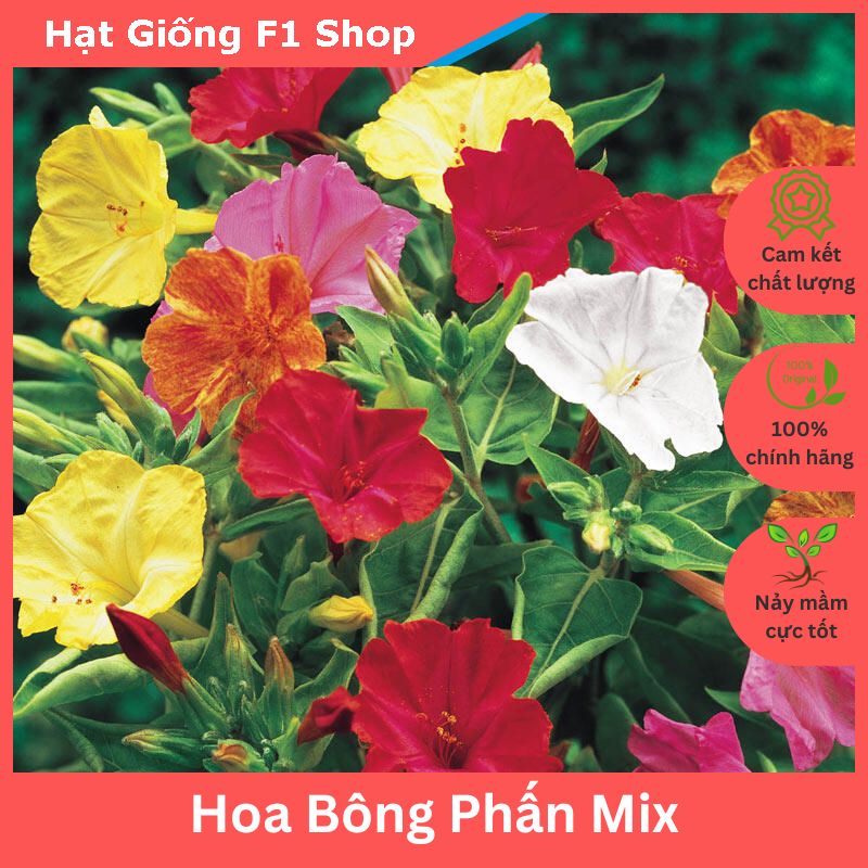 Hạt Giống Hoa Bông Phấn Mix Dễ Trồng (10H) (200.F1)