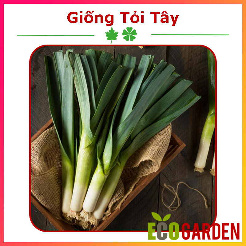 Hạt Giống Tỏi Tây Hành Baro (ECO.240)