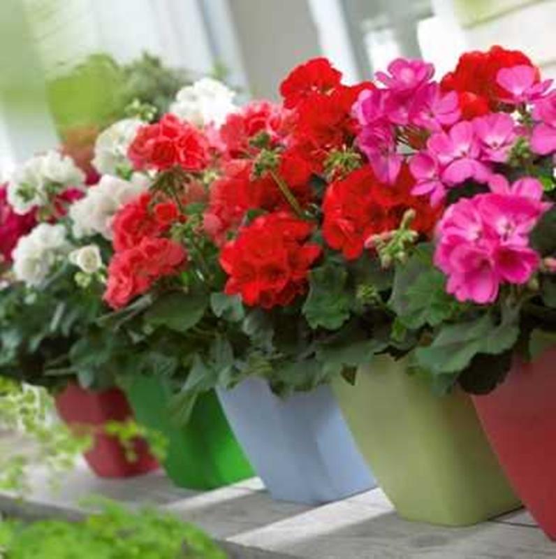 Hạt giống hoa Thiên Trúc Quỳ Mix (Phong Lữ Thảo)