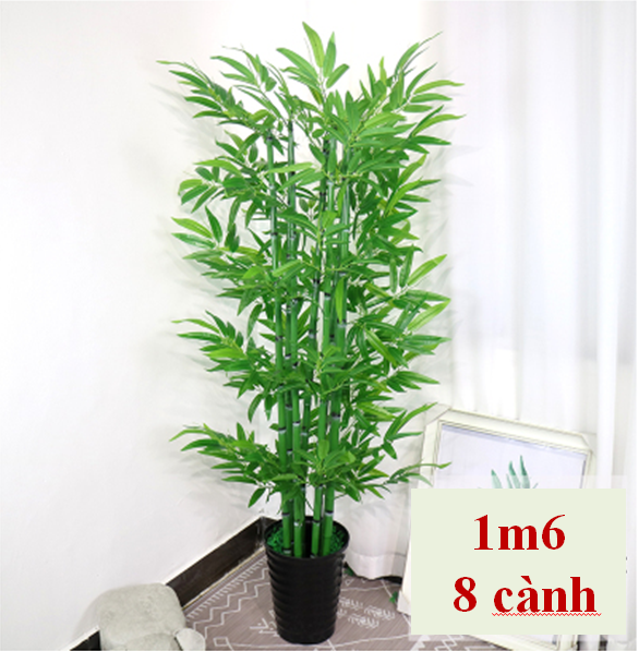 Cây Tre Cảnh