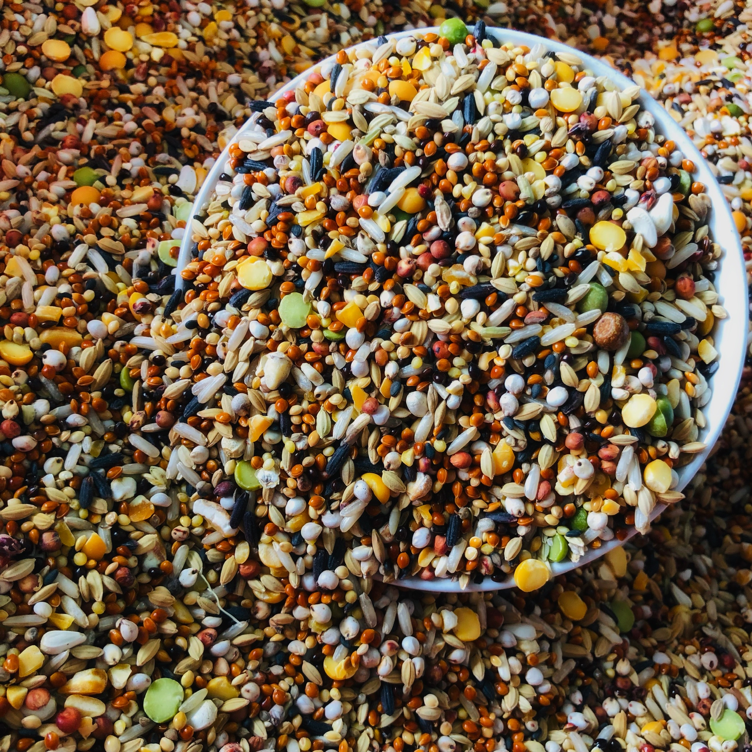 Ngũ cốc chim cu gáy Javan 500gram