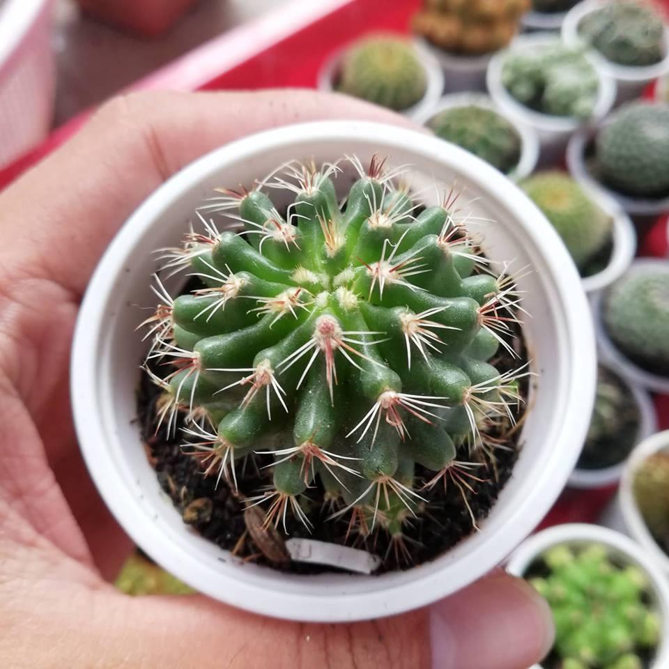 Cây xương rồng móc câu đổi màu