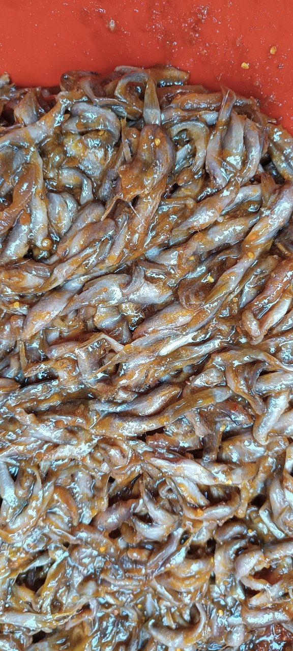 MẮM CÁ PHÈN (ĐẶC SẢN MIỀN TÂY)