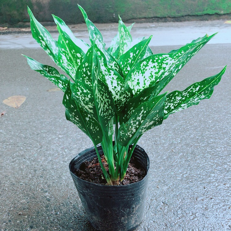 Cây Ngọc Ngân