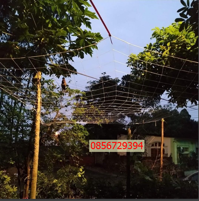 Lưới giàn leo , lưới giàn cây, lưới trồng cây leo ( kích thước 3m x 5m)