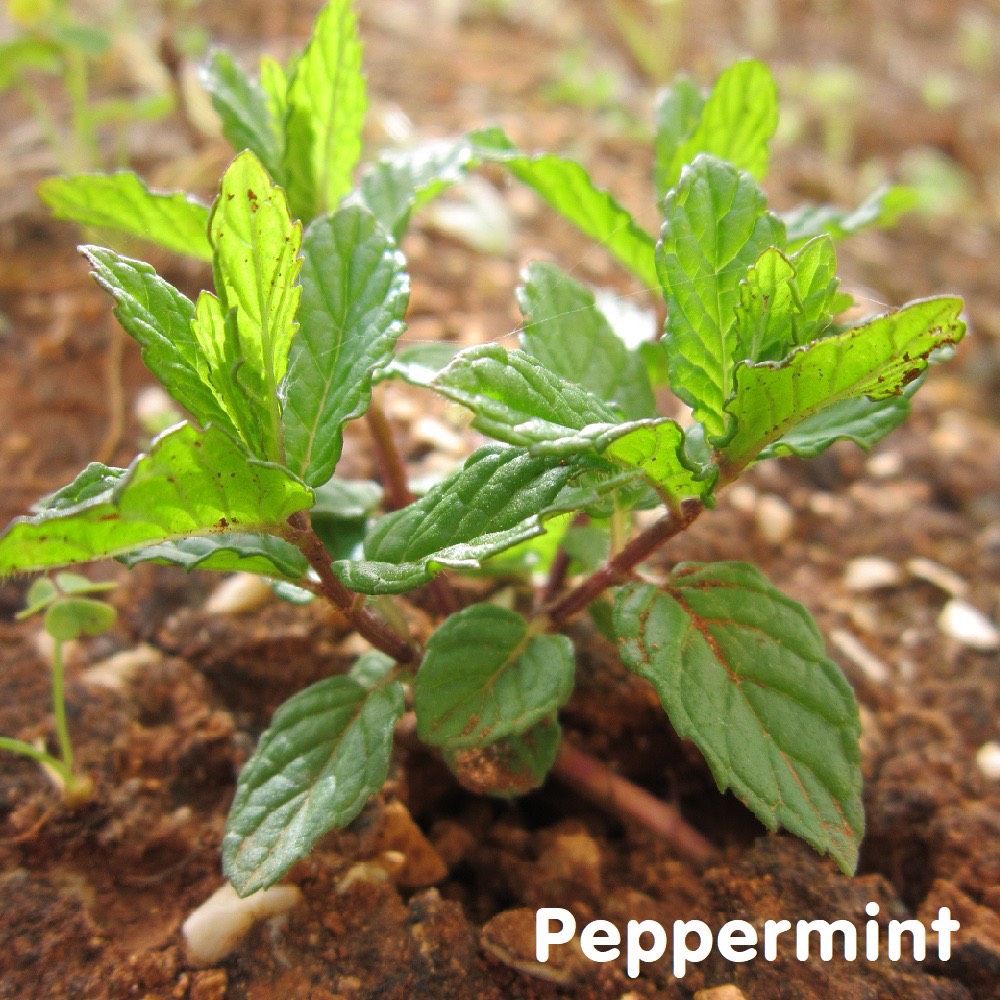 Tinh dầu Bạc hà cay Peppermint Essential Oil (bạc hà Âu)