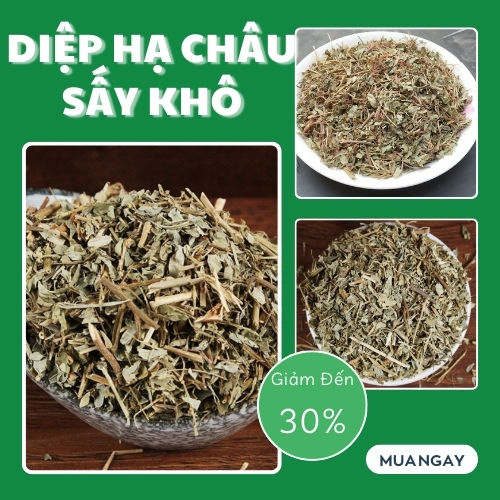 [Large Bag of 500 Grams] Dried Diep Ha Chau - Ton Phat - High Quality First Class Product