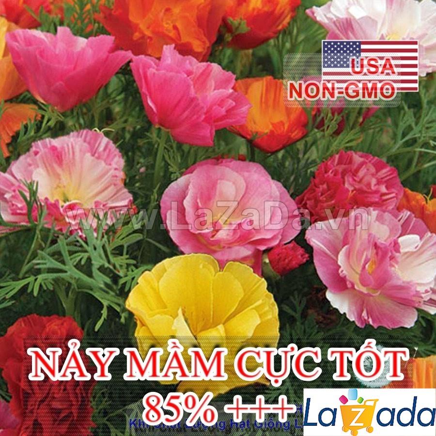 100h Hạt Giống Hoa Kim Anh Poppy California Mix (C1.201| -KD: B6*V52*M225)