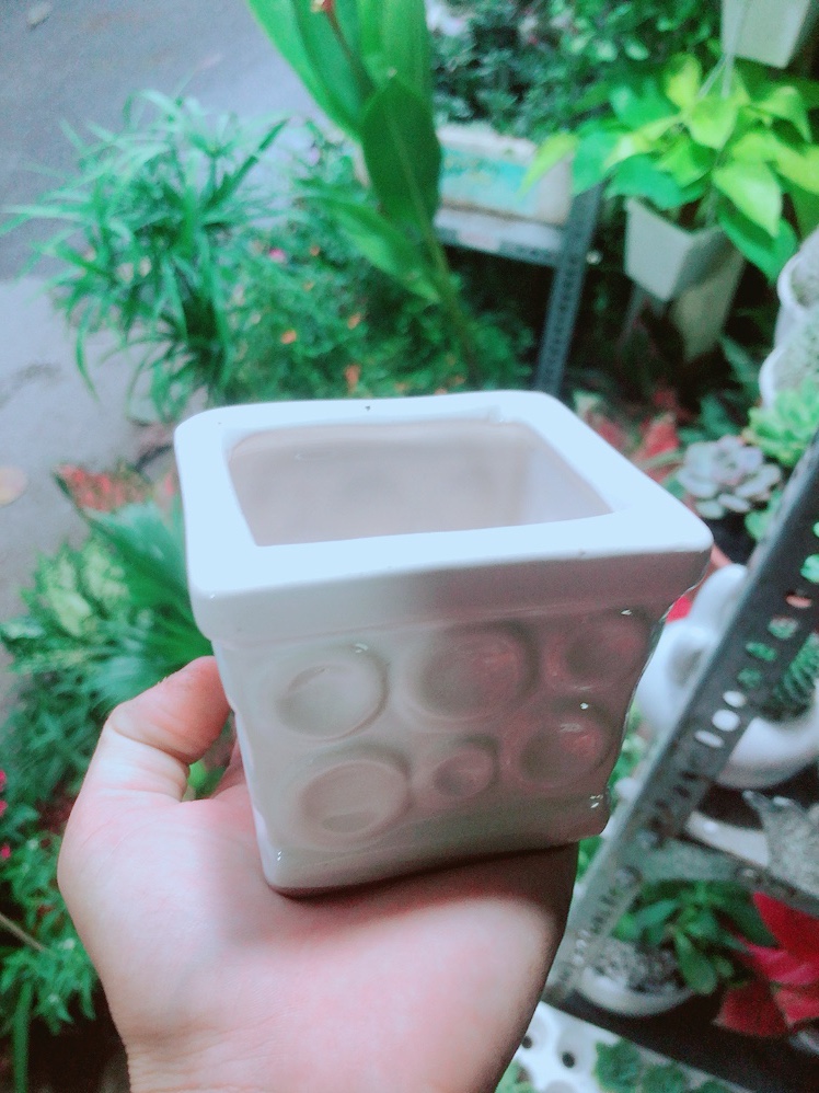 Chậu Trồng Cây