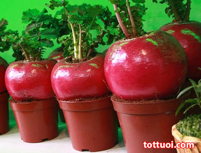 Hạt giống củ cải đỏ tròn sen vàng gói 10gram