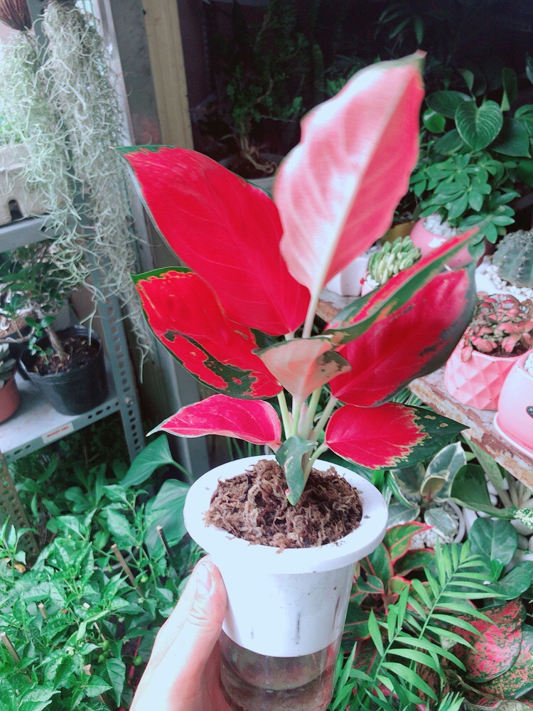 [HCM]Phú Quý Đỏ Kèm Chậu Thuỷ Tinh