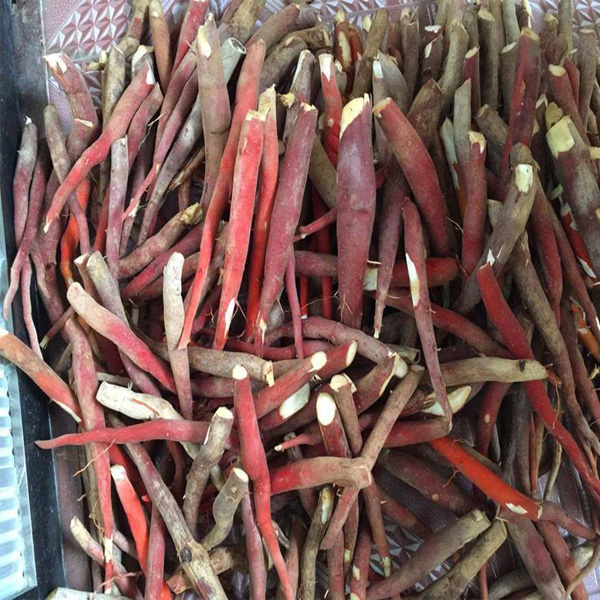Sâm cau khô (1kg) - Đặc Sản 27