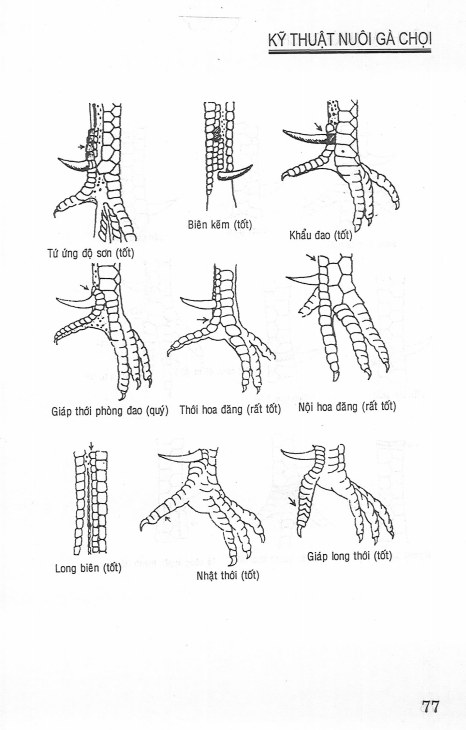 Sách Kỹ Thuật Nuôi Gà Chọi