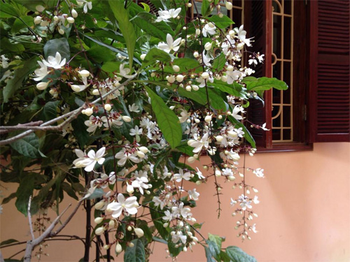 CÂY GIỐNG " Dạ Ngọc Minh Châu "