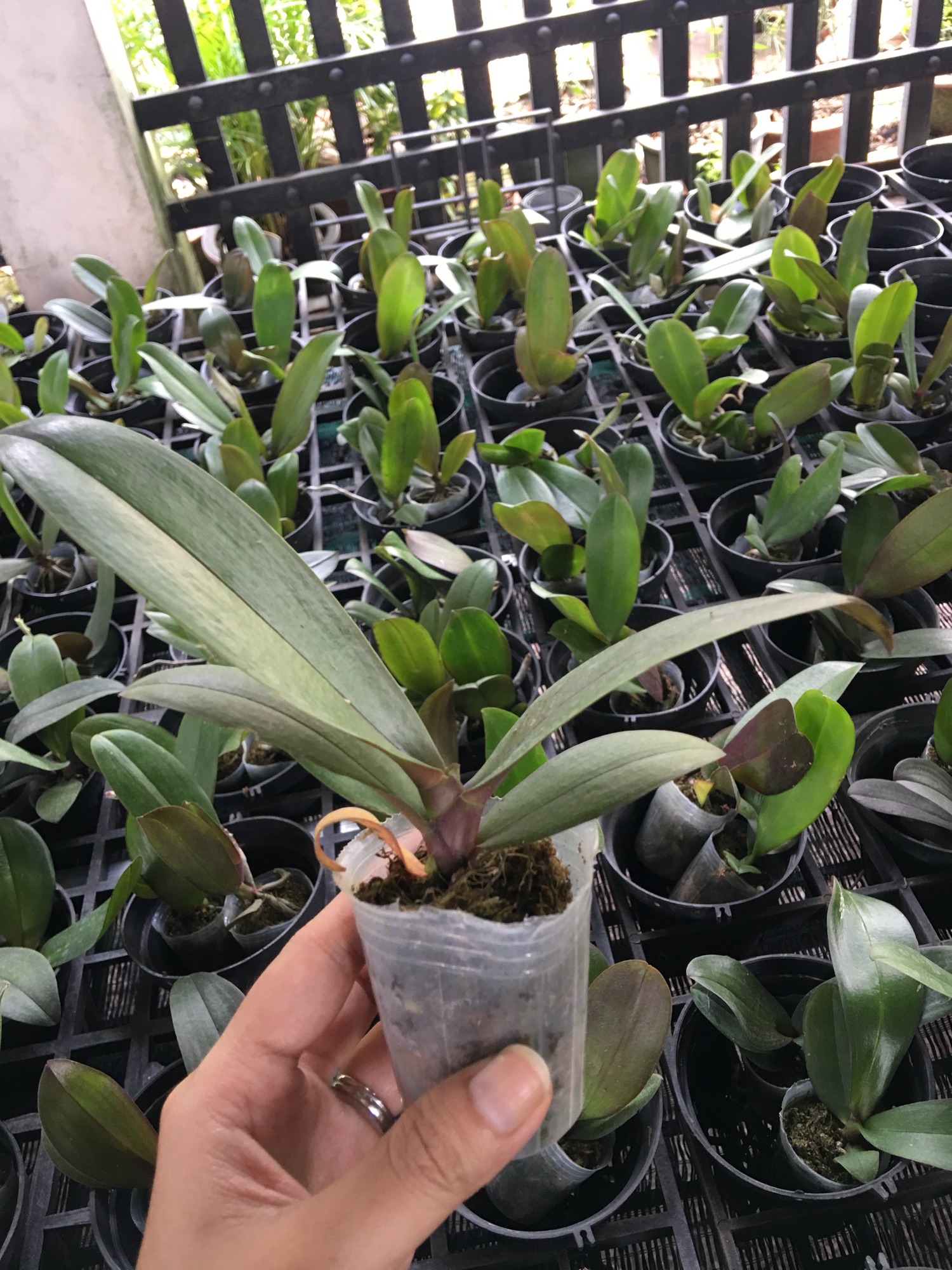 Hoa Lan Hồ Điệp Cây Giống