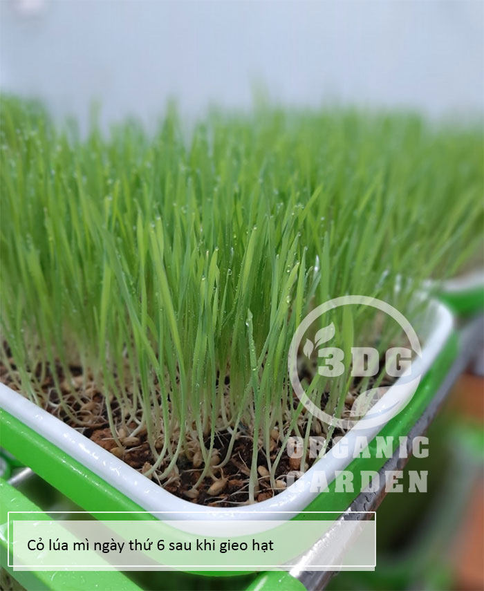 0.5KG HẠT GIỐNG CỎ LÚA MÌ ITALY MẦU TRẮNG