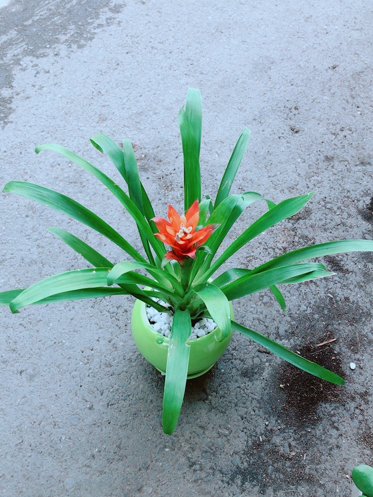 Cây Phong Lộc Hoa Chậu Sứ Xanh