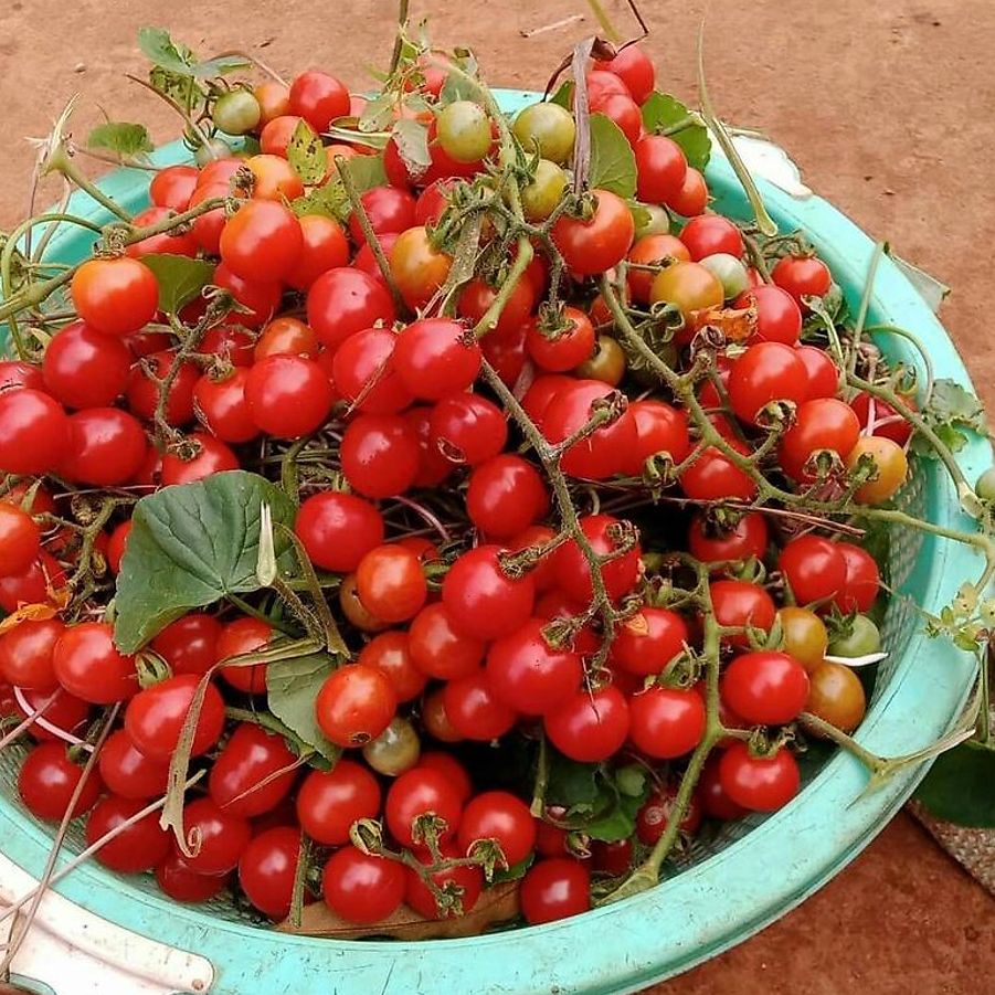 Hạt Giống Cà Chua Bi Rừng - ( Cà Chua Bi Dại - Gói 20 Hạt) - Dễ Trồng