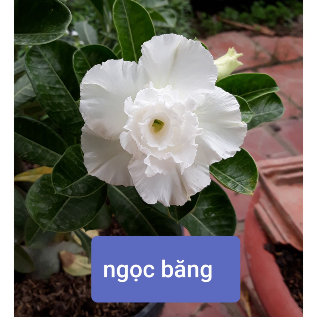 Cây hoa sứ thái cánh kép " ngọc băng- trắng " - bảo hành mặt hoa kép y ảnh