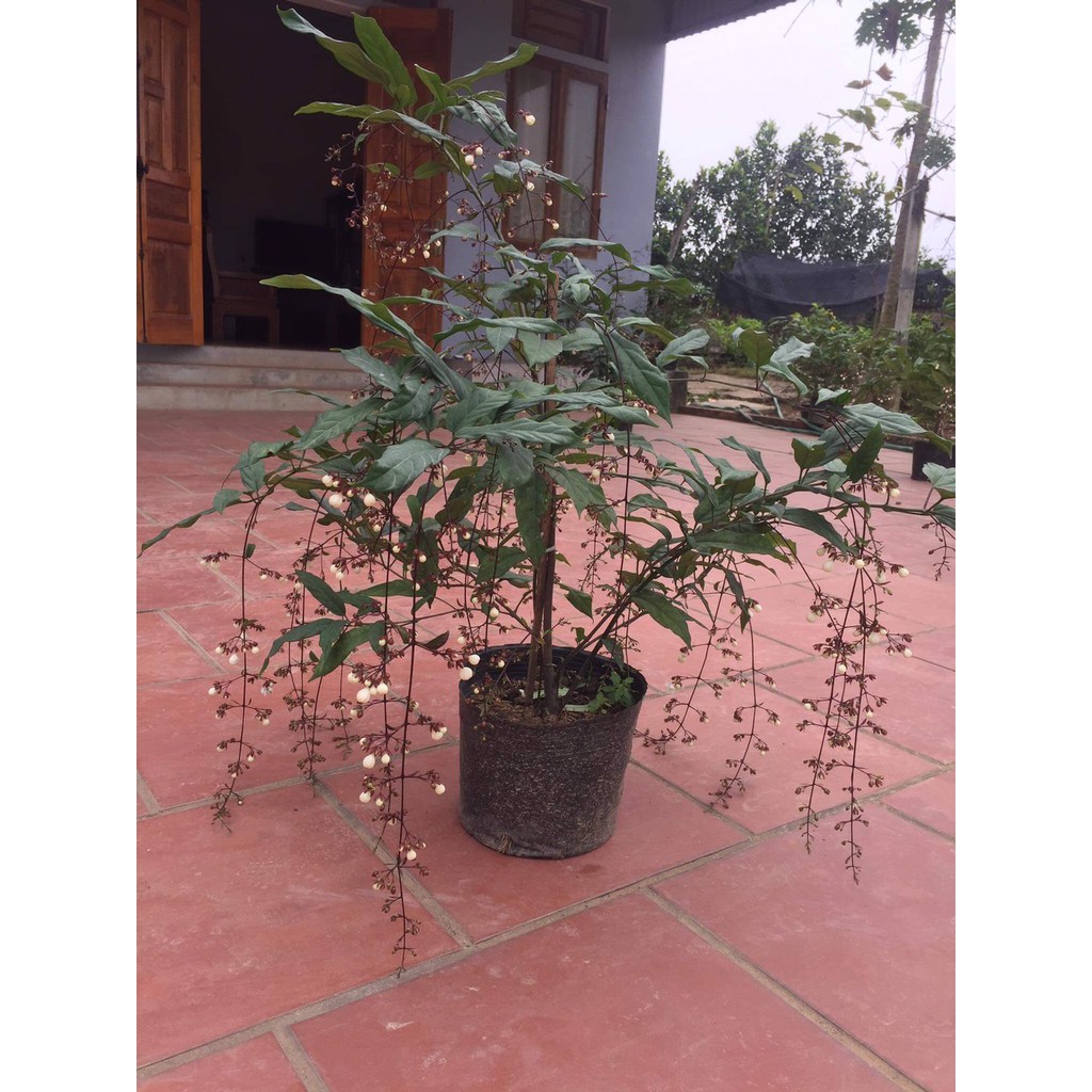 cây giống dạ ngọc minh châu chậu lớn