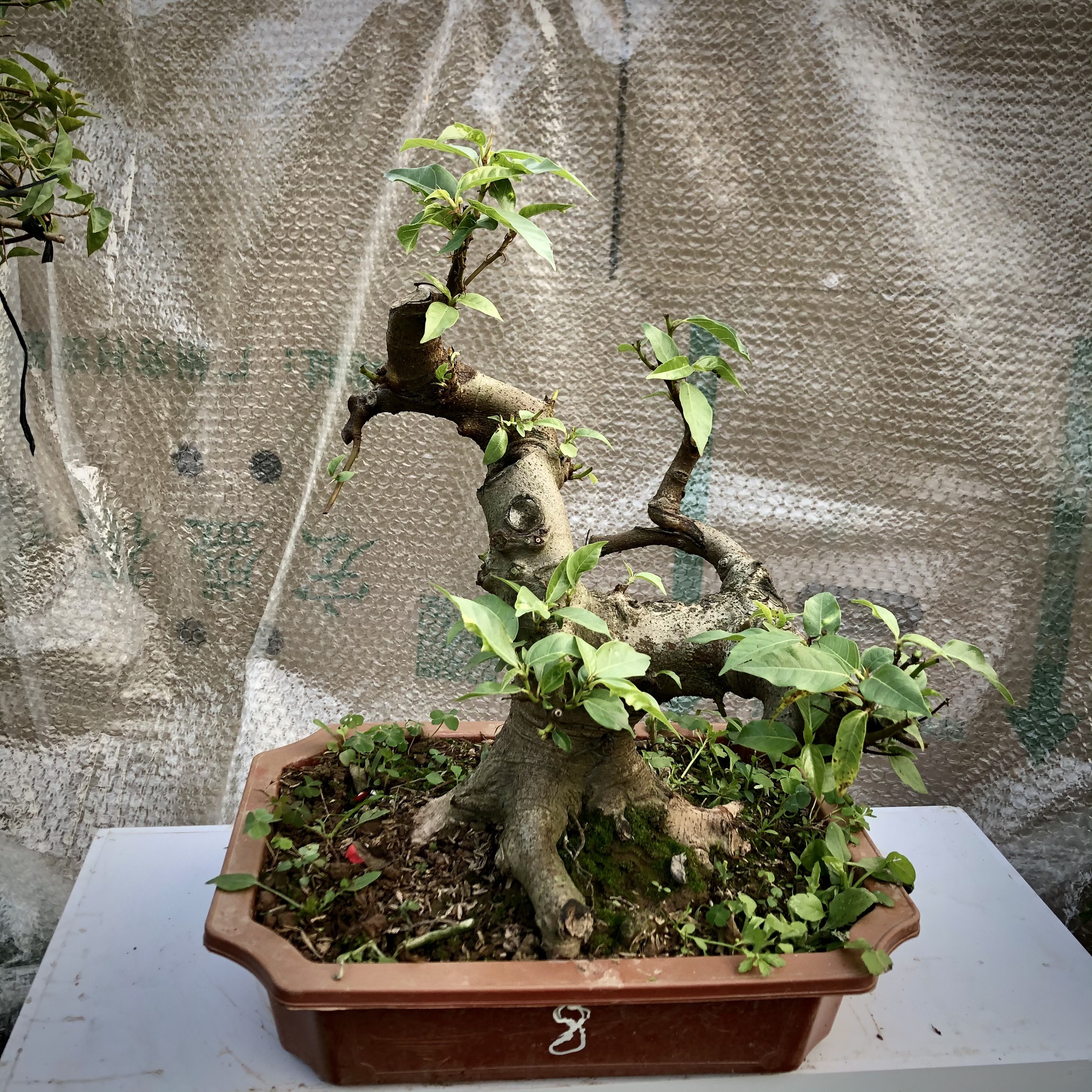 Cây sung bonsai (1-8) ảnh thật đã đánh số tùy chọn