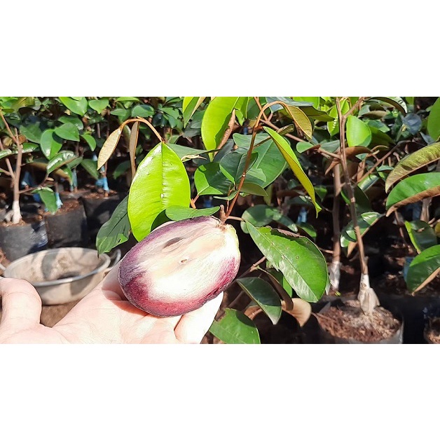 Cây Giống Vú Sữa Mica (cây giống bảo hành )