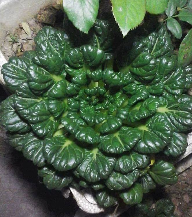 Hạt giống rau cải hoa hồng - gói 1gram
