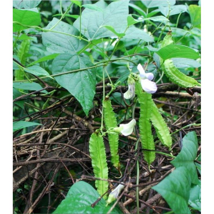 Hạt Giống Đậu Rồng Tứ Quý (20gr)