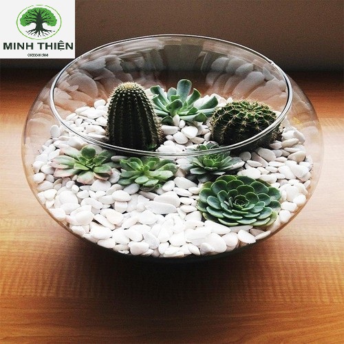 [HCM]Bể Cá Thủy Tinh  Bầu Hồ Cá D10CM x H8CM T07