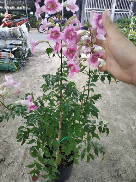 [Cây giống hoa] hồng thiên hương (cây leo) - CayGiongTot