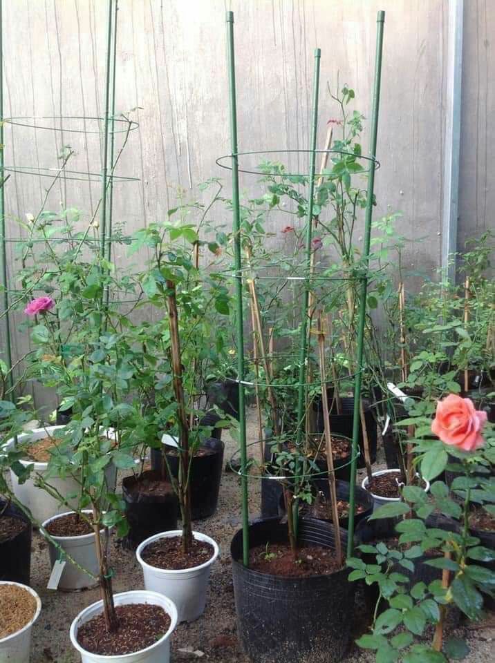 3 Khung Đỡ Hoa Hồng Hoa Lan Cây leo 120cm phi 7