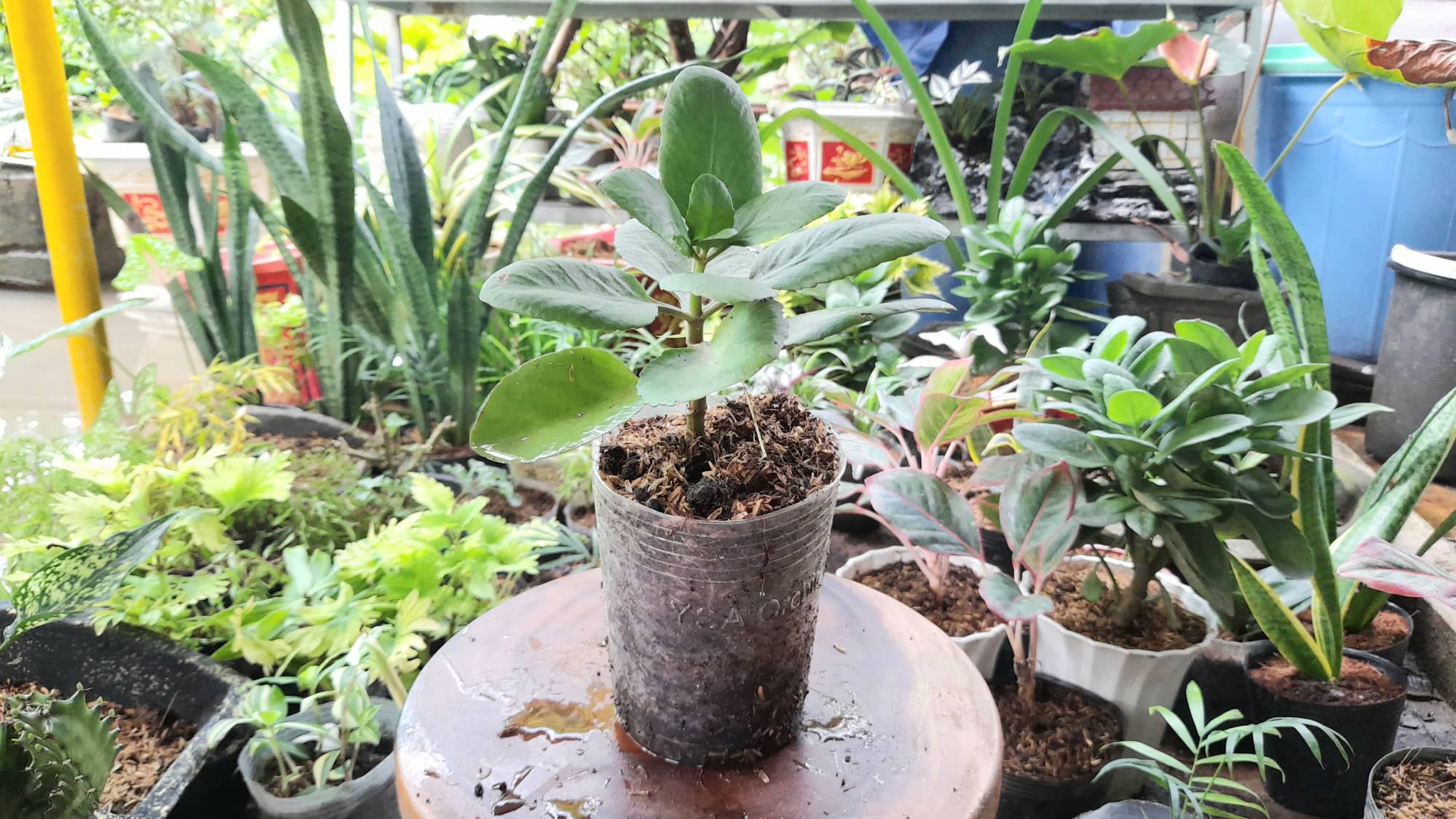 cây hoa sống đời đỏ