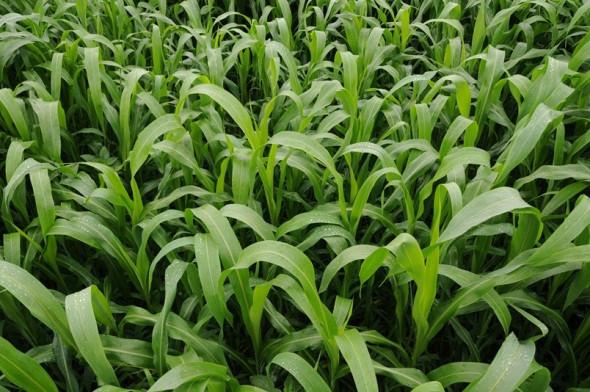 Hạt Giống Cỏ NGỌT 1kg