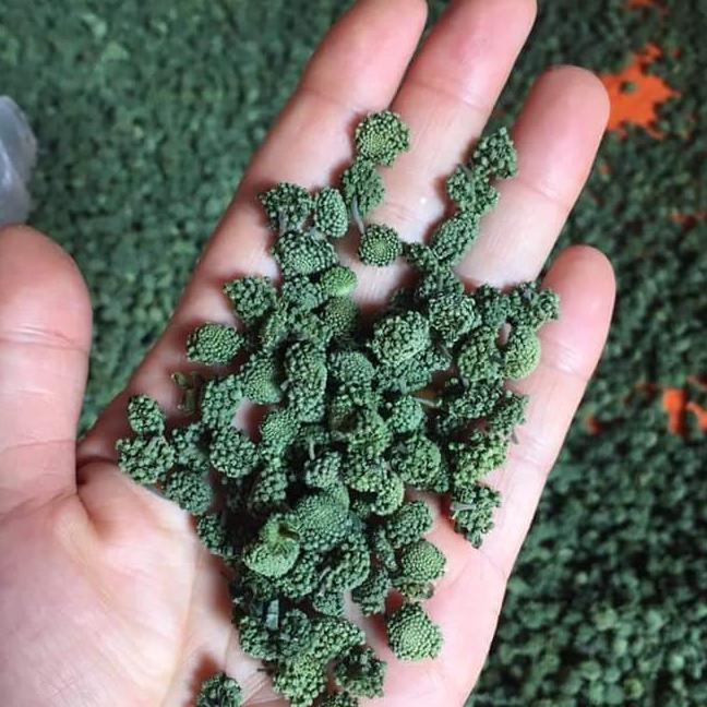 500g nụ tam thất không cuống