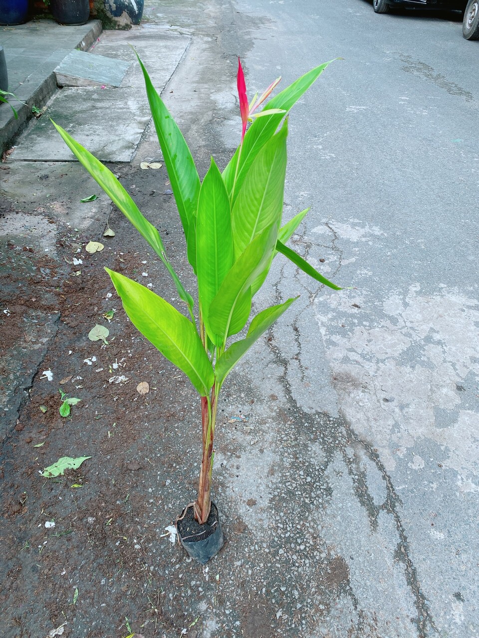 Cây Chuối Mỏ Két