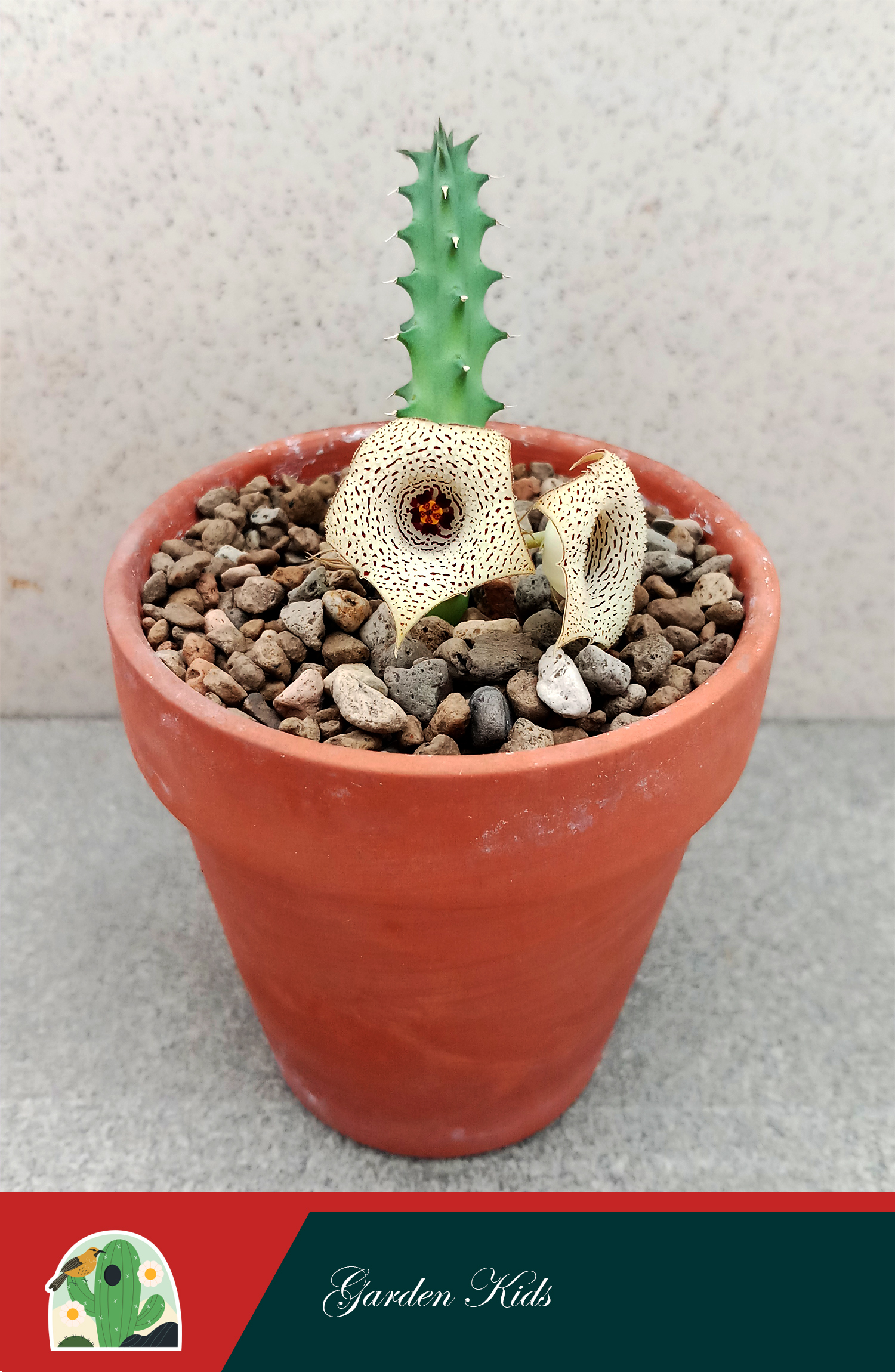 Xương rồng sao biển hoa chấm bi (Huernia Herrei)