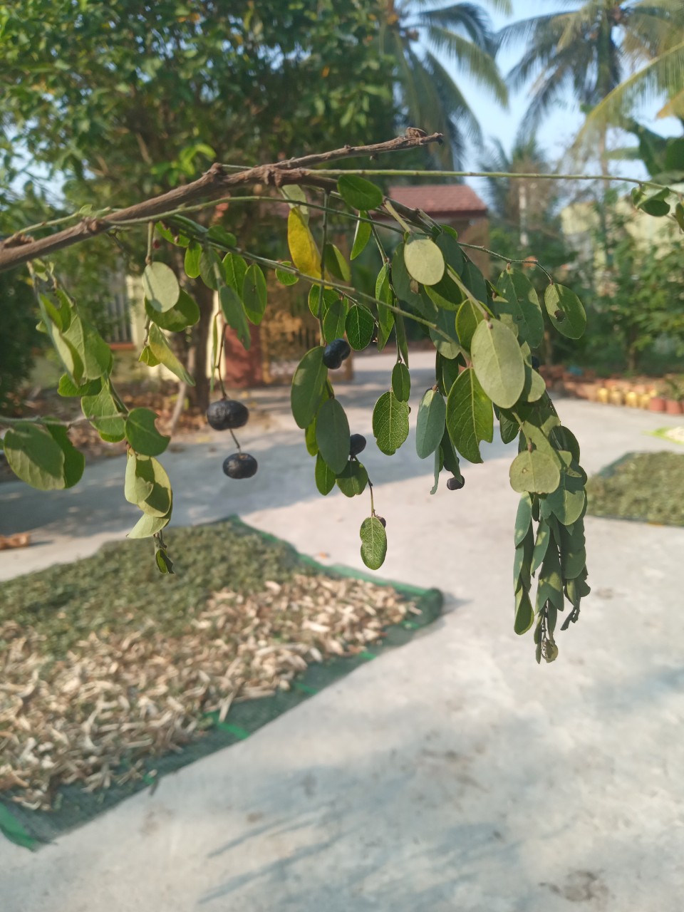 500g Cây Phèn Đen (cây mực) phơi khô dùng làm dược liệu