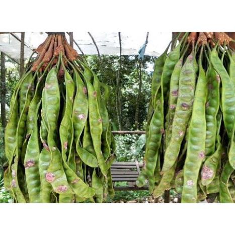 Cây Giống Bồ Kết Nếp Cao 70 80cm
