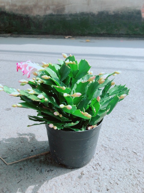 Chậu Tiểu Quỳnh (Càng Cua)