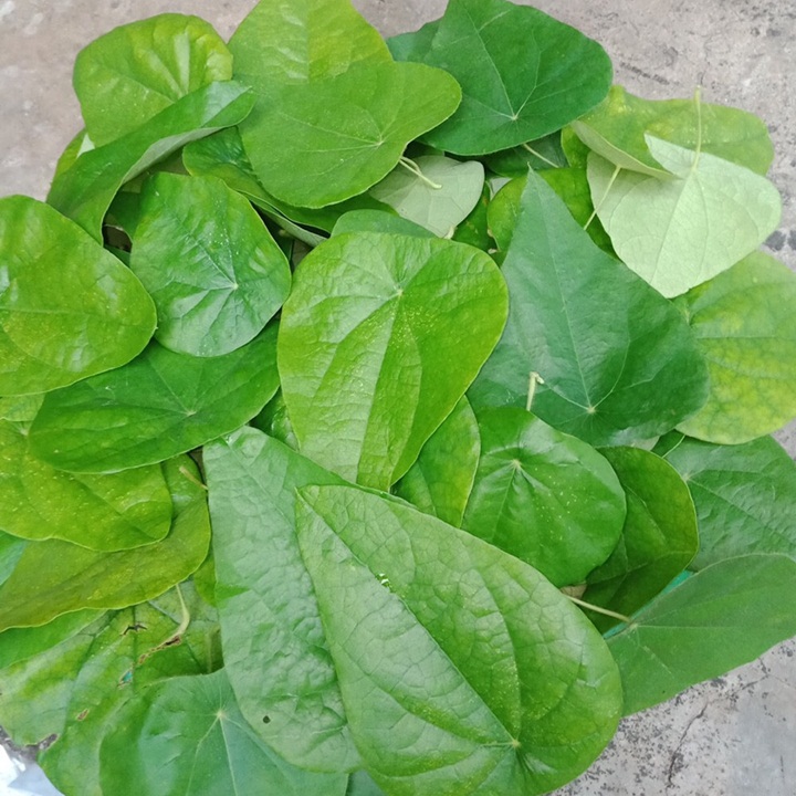 Hạt giống sương sâm
