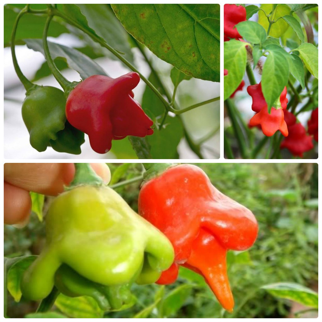 50H - #Hạt_Giống_Ớt_Hoa_Hồng ( tặng kèm kích mầm và phân bón )