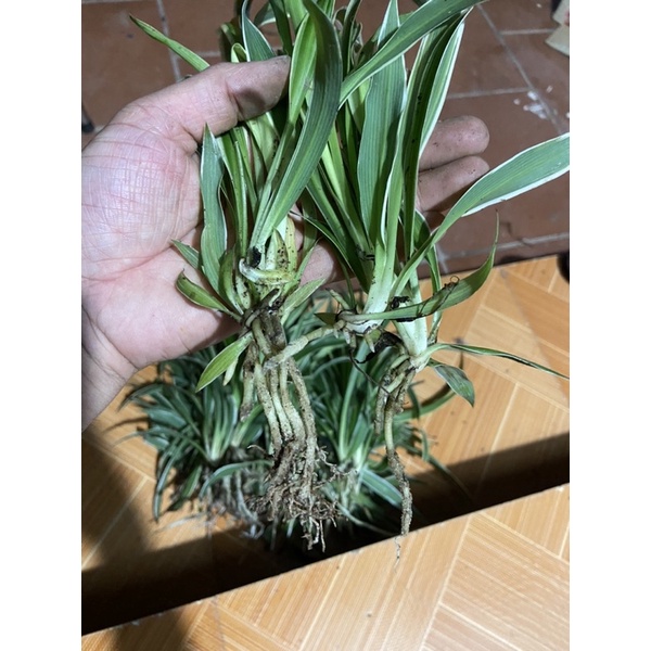 cỏ lan chi có rễ (3 cây)