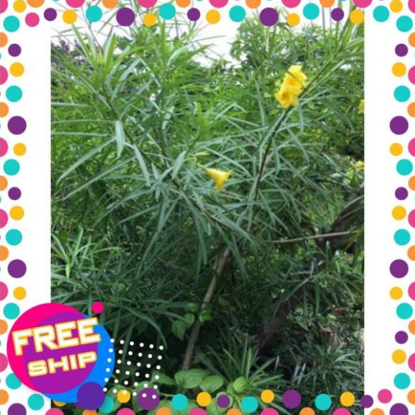 Cây trúc đào hoa vàng